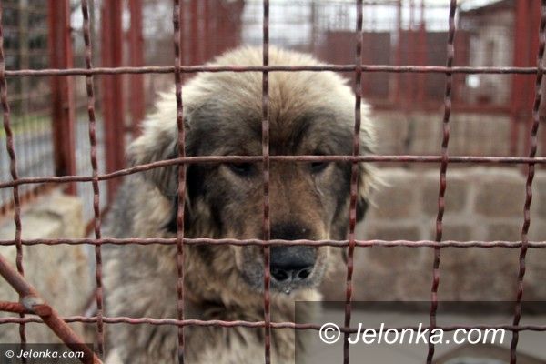 JELENIA GÓRA: W schronisku dla małych zwierząt nic złego się nie dzieje