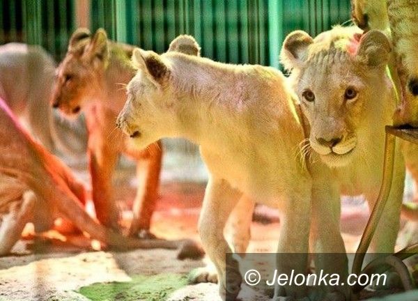 Jelenia Góra: Cyrk Korona w Jeleniej Górze – mamy wejściówkę
