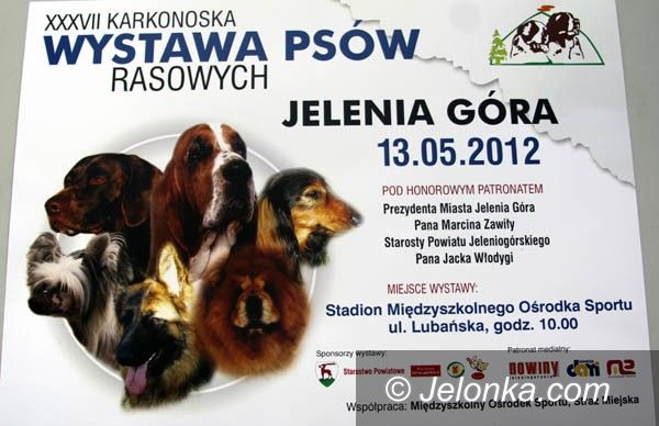 Jelenia Góra: XXXVII Karkonoska Wystawa Psów Rasowych