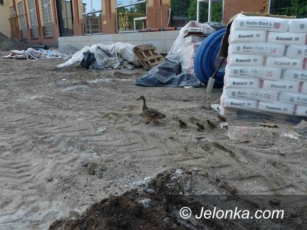 Jelenia Góra: Nowi... "budowlańcy" na budowie cieplickich term?