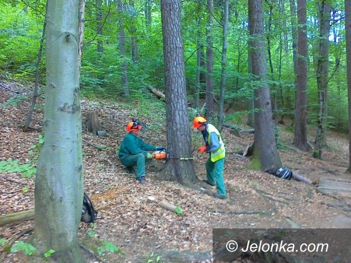 Region: Wycięli drzewa, które zagrażały życiu turystów