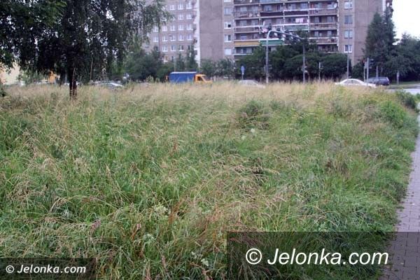 Jelenia Góra: Zarośnięte i zaniedbane Zabobrze