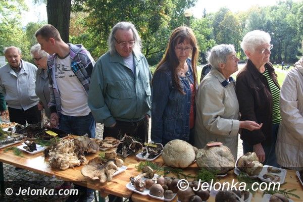 Jelenia Góra - Cieplice: Grzyby pachnące... rzodkiewką i inne okazy na wystawie w Parku Norweskim jeszcze dzisiaj