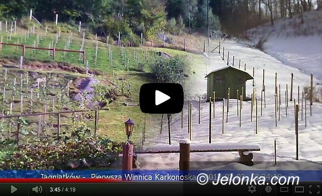 Region: Osiem miesięcy pierwszej winnicy karkonoskiej ... w 259 sekund!
