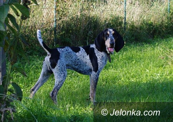 Jelenia Góra: Jeleniogórskie gończe gaskońskie mistrzami Polski
