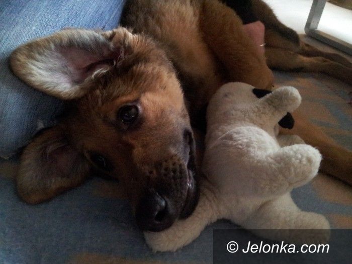 Jelenia Góra: Kto przygarnie i pokocha porzuconą Miśkę?
