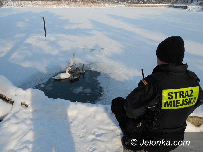 Jelenia Góra: Łabędziom na ratunek