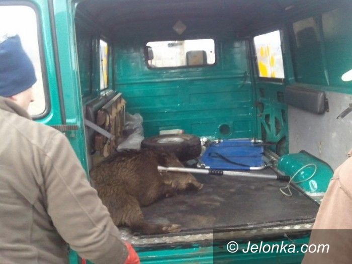 Jelenia Góra: Strażnicy na pomoc zwierzętom