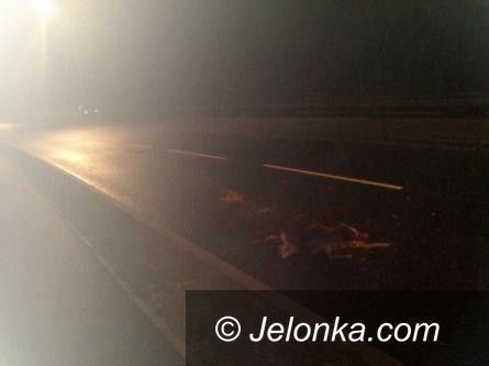 Jelenia Góra: Potrącenie sarny przy al. Solidarności