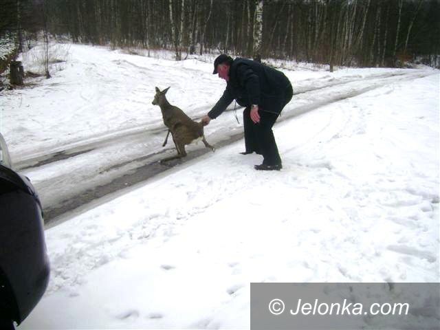 Jelenia Góra: Strażacy i strażnicy ratowali sarnę