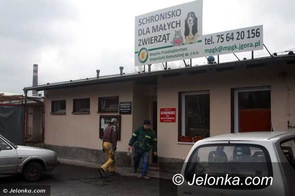 Jelenia Góra: Będzie lepsza opieka dla zwierząt ze schroniska