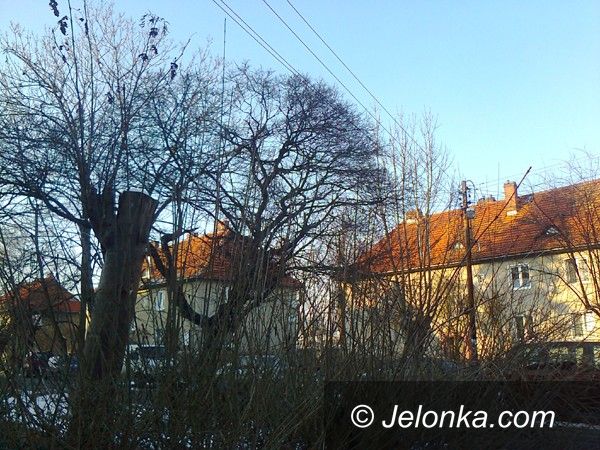 Jelenia Góra: Czytelnik: Konary drzew między liniami energetycznymi pod napięciem!