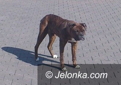 Jelenia Góra: Zaniedbana bokserka trafiła do schroniska