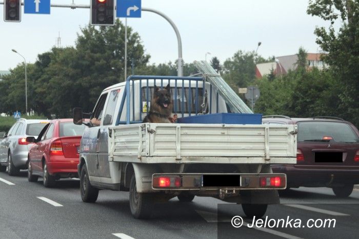 Jelenia Góra: O psie, który jeździł… na przyczepie