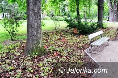 Jelenia Góra: Efektowne i rzadkie grzyby w Parku Zdrojowym