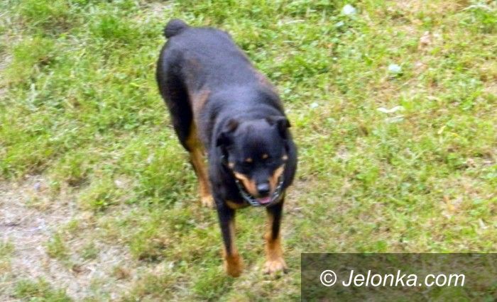 Jelenia Góra: Rottweiler biega luzem. Czy to się skończy?