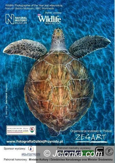 Jelenia Góra: Dzika natura w Muzeum Przyrodniczym