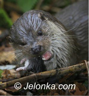 Görlitz-Zgorzelec: Dzień Zoo w Naszym Zoo Görlitz–Zgorzelec