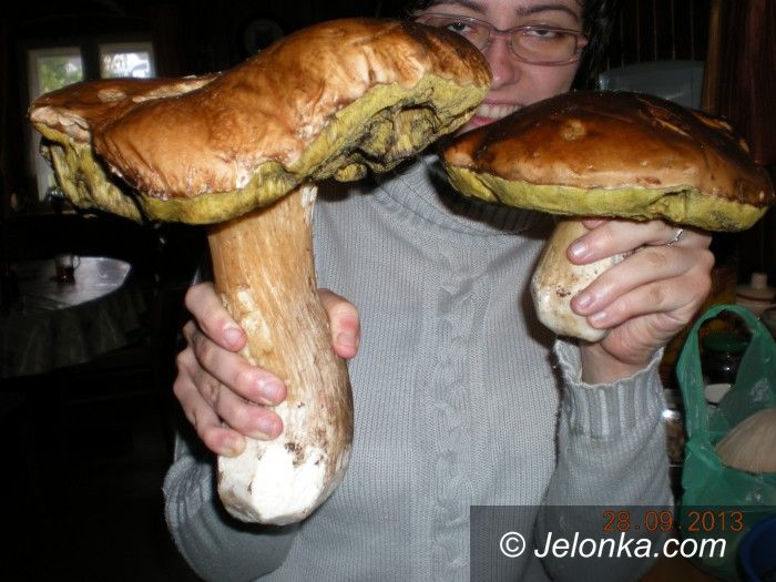 Region: Taaakie grzyby w Zachełmiu