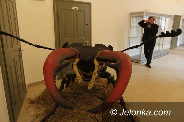 Jelenia Góra: Wielki jelonek pokazał się najpierw Jelonce