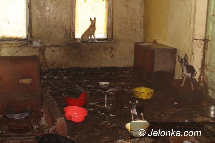Jelenia Góra: 24 psy zamknięte w nieludzkich warunkach AKTUALIZACJA