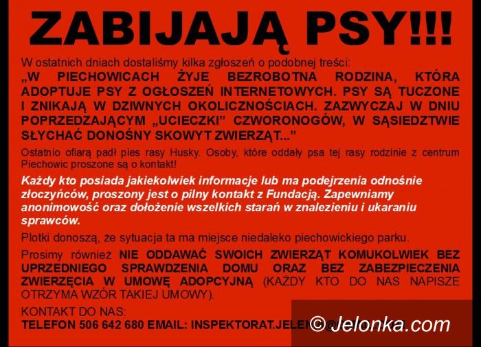 Region: Tuczą psy i zabijają? Takie są sygnały!