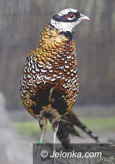 Görlitz-Zgorzelec: Majestatyczny nabytek w Naszym Zoo Görlitz–Zgorzelec
