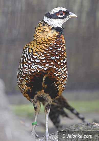 Görlitz-Zgorzelec: Majestatyczny nabytek w Naszym Zoo Görlitz–Zgorzelec