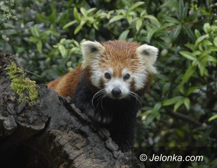 Region: Nasze Zoo – Naturalnie dla odkrywców