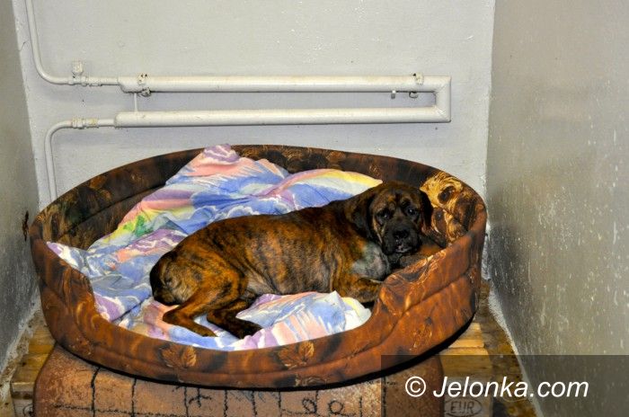 Region: Bokser i dobermanka czekają na właścicieli