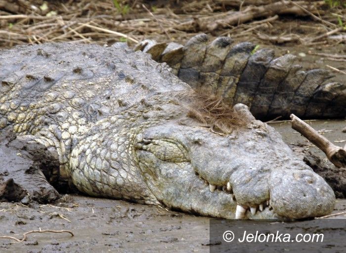 Region: Aligator himalajski w Naszym Zoo