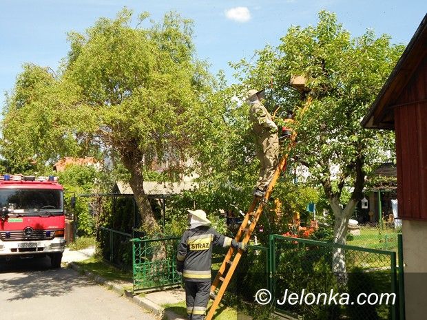 Jelenia Góra: Rój pszczół na Słonecznej