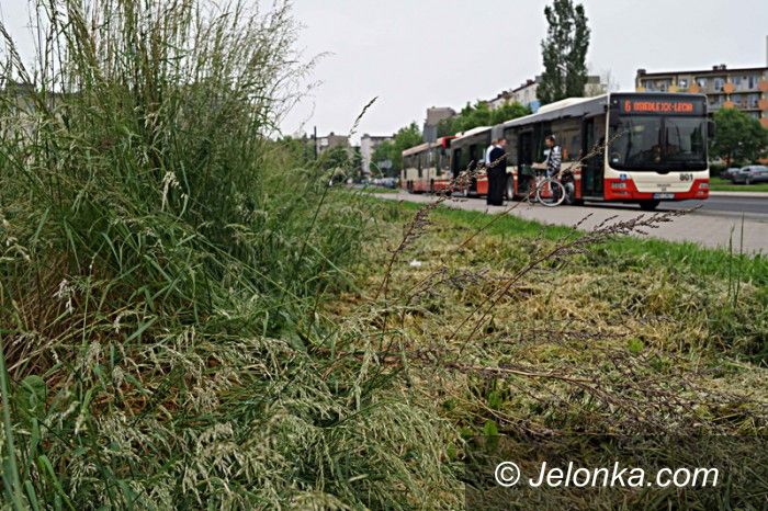 Jelenia Góra: Właściciel placu na Zabobrzu III wykosi chaszcze?