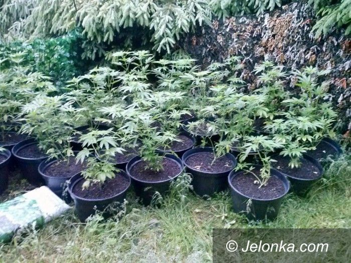 Region: Na strychu uprawiał konopie indyjskie