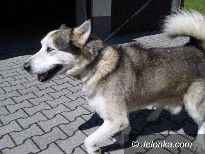 Region: Husky syberyjski szuka domu