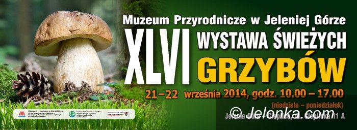 Jelenia Góra: Wystawa świeżych grzybów w Muzeum Przyrodniczym