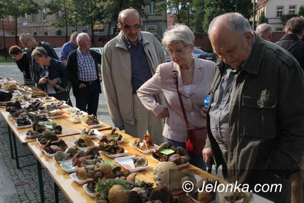 Jelenia Góra: Leśne bogactwo w dawnym Klasztorze Cystersów