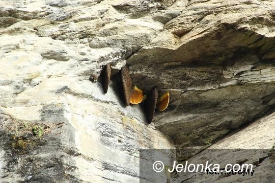 Jelenia Góra: O pszczołach i pszczelarstwie trzech kontynentów