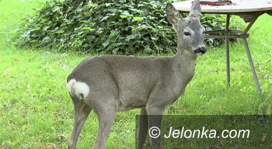 Jelenia Góra: Dzikie zwierzę w ogrodzie – kto może pomóc?