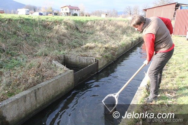 Region: Ponad 60 tys. karpi z Podgórzyna na świąteczne stoły