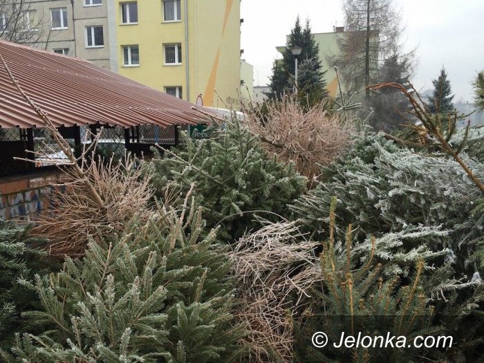 Jelenia Góra: Ze świątecznych choinek – wióry