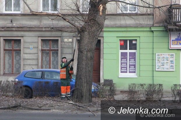 Jelenia Góra: „Kształtowanie” drzew przy Wojska Polskiego
