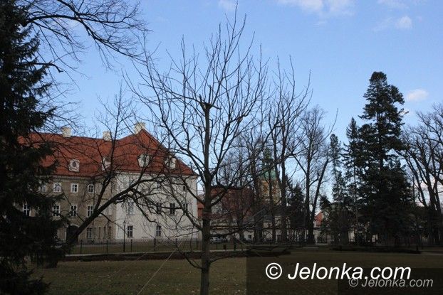 Jelenia Góra: Tulipanowiec Wiesiek rośnie w Parku Zdrojowym