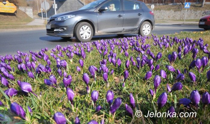 Jelenia Góra: W Jeleniej Górze zakwitło ponad 80 tys. krokusów