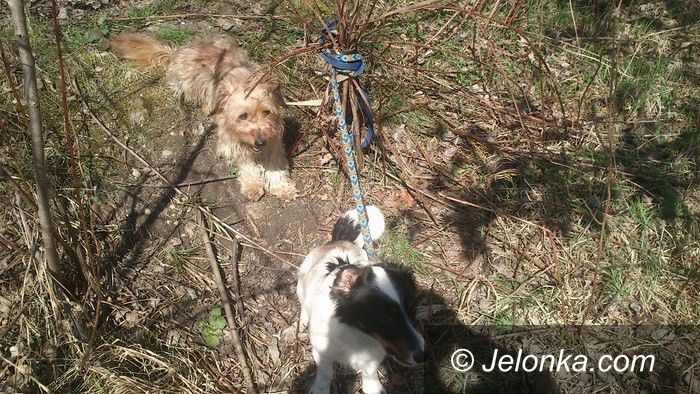 Jelenia Góra: Strażnicy uratowali czworonogi