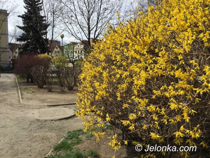 Jelenia Góra: Przybywa kwiatów w Jeleniej Górze