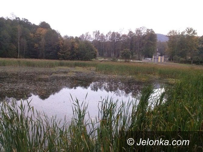Janowice Wielkie: Staw przy Zielonej Dolinie do rewitalizacji