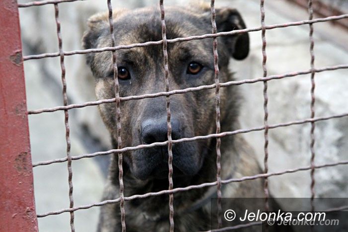 Jelenia Góra: W schronisku jest coraz mniej zwierzaków