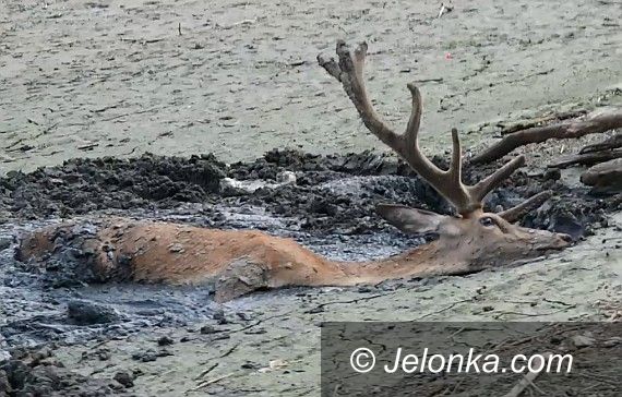 Region: Uratowano jelenia uwięzionego w mule
