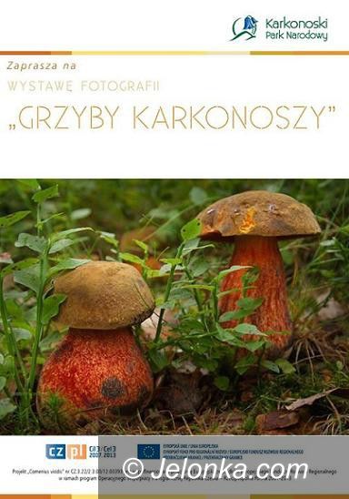 Jelenia Góra: “Grzyby Karkonoszy” w obiektywie